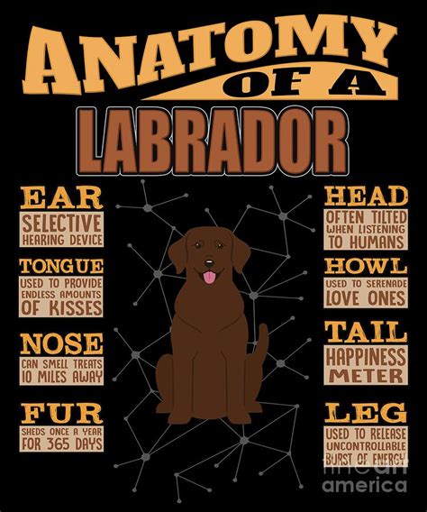 Anatomy Of A Labrador Retriever Digital Art By Jose O Fine Art America
