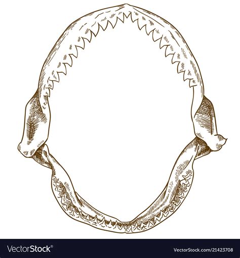 Engraving Drawing Of Shark Jaw Royalty Free Vector Image
