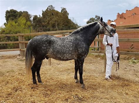 besten berber moroccan algerian tunisian barb horses bilder auf pinterest