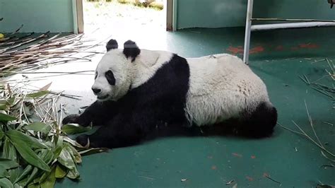 Edinburgh Zoo - Tian Tian Giant Panda - YouTube