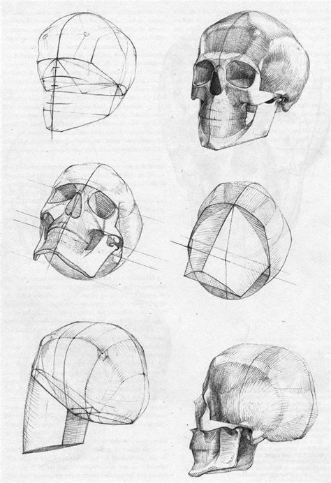 Images About Anatomy Head Drawing Study On Pinterest