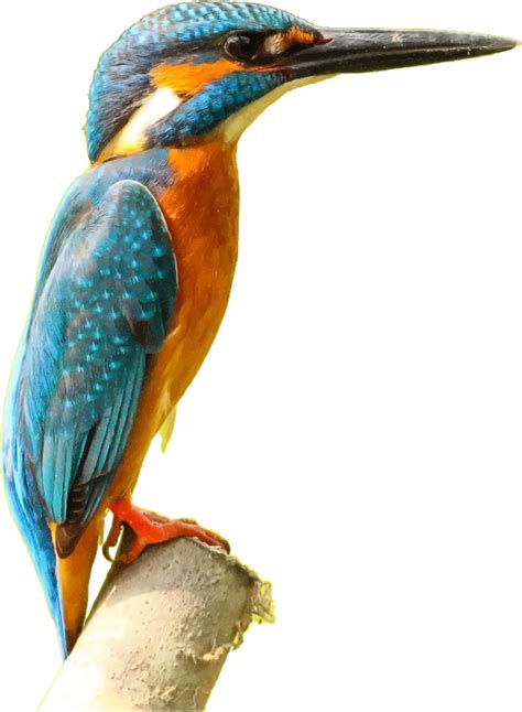 Png Kingfisher Bird Transparent Kingfisher Birdpng Images Pluspng