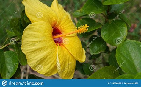 Fresh Yellow Hibiscus Flower Backgroundyellow Pollenon