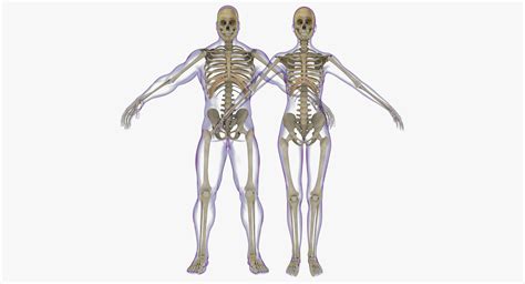 3d Full Male And Female Skeleton Anatomy Cgtrader