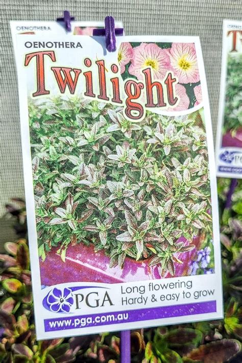 Oenothera Twilight 140mm Avalon Nursery