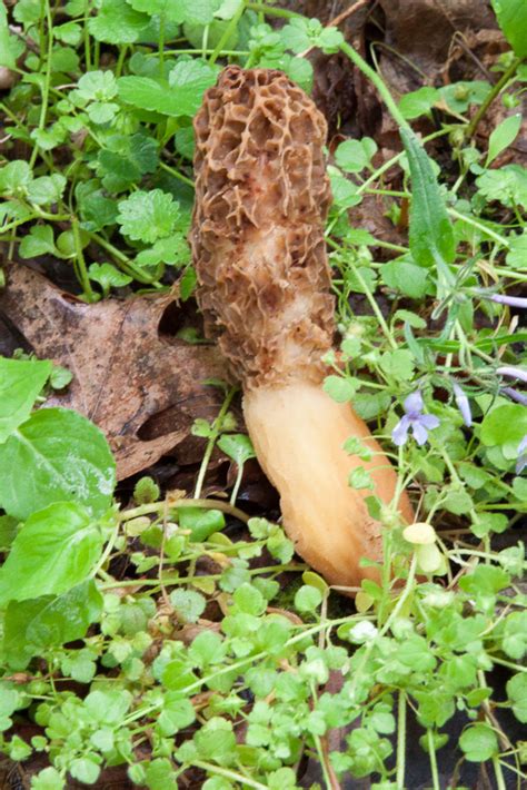 Morchella americana | Western Pennsylvania Mushroom Club