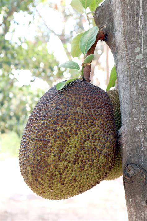Jackfruit Small Jackfruit On Jackfruit Tree Royalty Free Stock Image