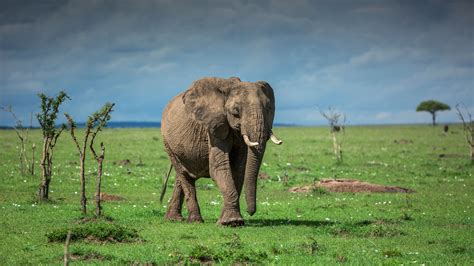 Old Elephant Is On The Grass Field With Cloudy Sky Background HD ...