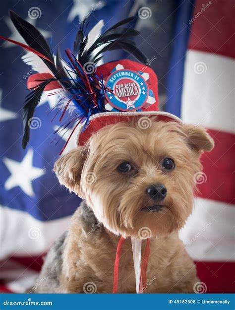 Patriotic Yorkie Dog In Top Hat In Memory Of September 11 Stock Photo
