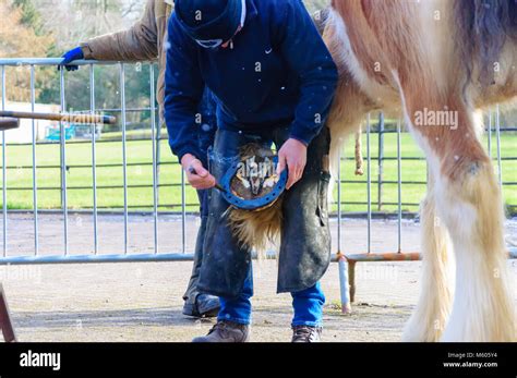 Farrier Allen Ferrie Fitting New Horseshoes To Eleven Year Old