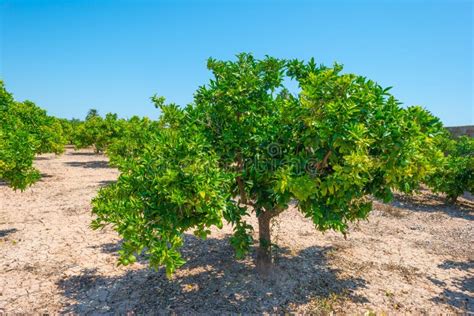 Orchard Of Lemon Trees In Sunlight Stock Image Image Of Green Rural