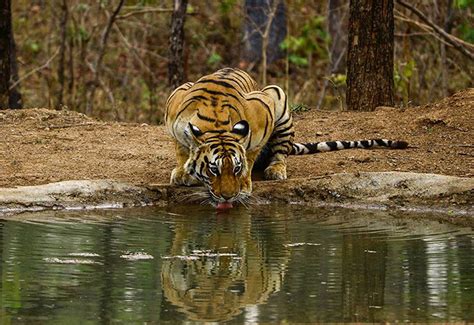 Pench National Park Tour Packages Pench National Park Tour Booking