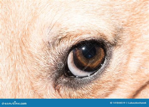 Dog Eye Close Up Pet Eye Isolated Stock Image Image Of Eyeballs