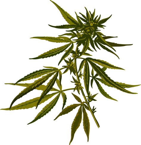 Weed Plant Png 10 Free Cliparts Download Images On Clipground 2023