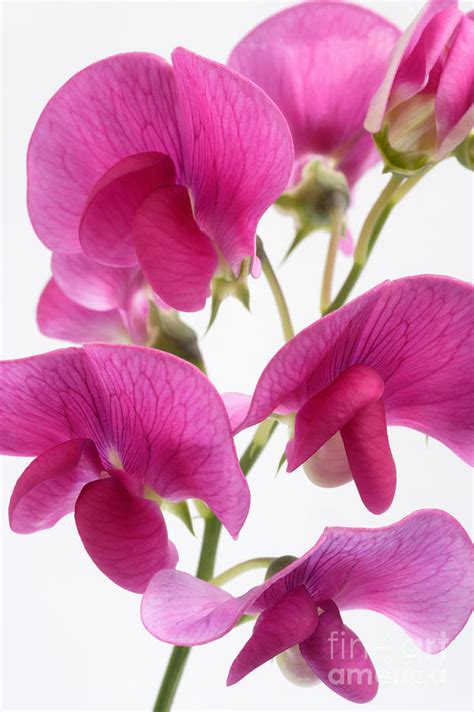 Bright Pink Sweet Pea Flowers Photograph By Rosemary Calvert