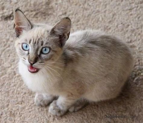 Munchkin Cat Breed Information And Pictures