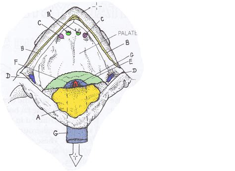 Frog Mouth Parts Diagram Quizlet