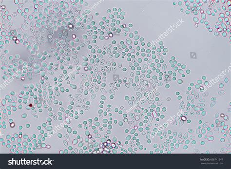 Budding Yeast Cell Under Microscope Stock Photo 666741547 Shutterstock