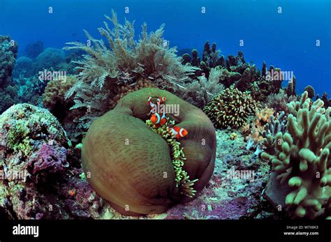 Indonesian Coral Reef With Magnificent Sea Anemone Heteractis