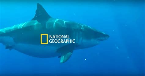 Sharkfest Unveiled New Footage Of The Biggest Great White Ever Caught