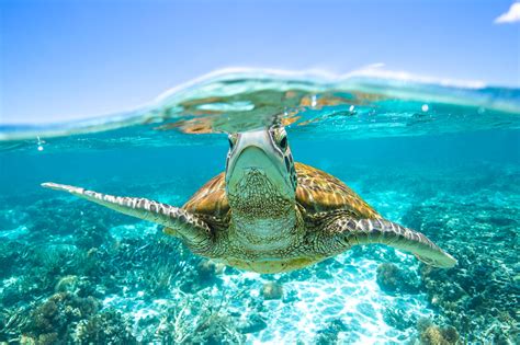Turtle Swim Sean Scott Photography
