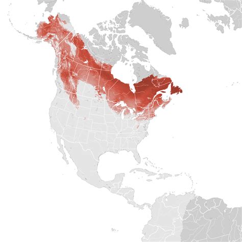 Northern Waterthrush Abundance Map Breeding Ebird Status And Trends