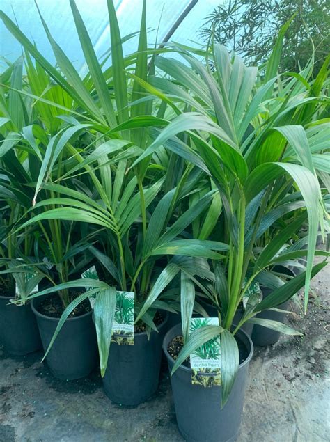 Kentia Palm Lakeside Plants And Nursery