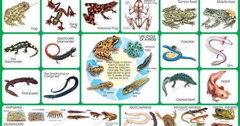 Spectrum Educational Charts Chart 170 Amphibians