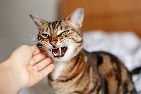 Cat Hissing Everything You Need To Know Great Pet Care