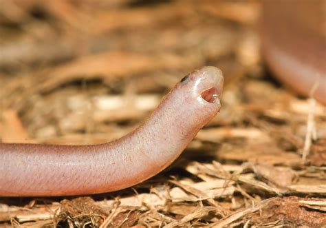 Blind Snake Yawn Kristian Bell Land For Wildlife
