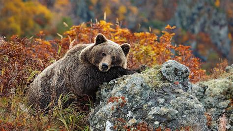 Autumn Bear Wallpapers Top Free Autumn Bear Backgrounds Wallpaperaccess
