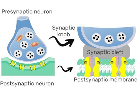 Chemical Synapse Structure And Labeled Diagram Getbodysmart