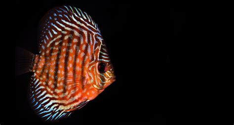 Royal Red Discus Stock Photo Download Image Now Animal Wildlife