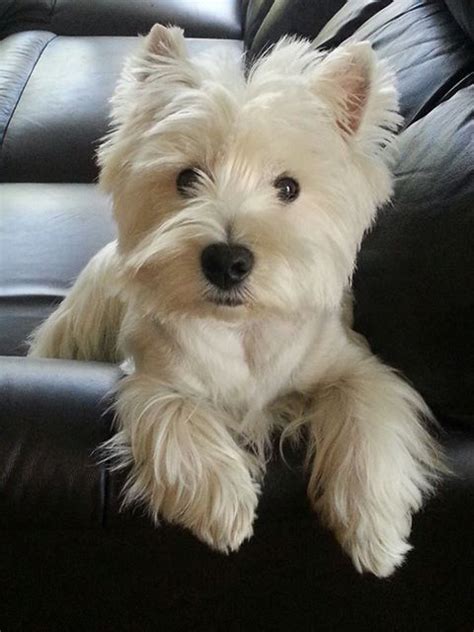 561 Best Westies Images On Pinterest Westies Cute Dogs And Baby Puppies