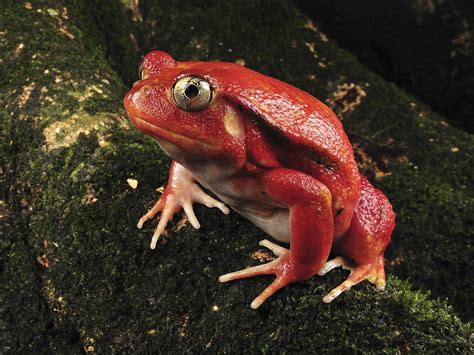 Nature Madagascar Frogs Tomato Rare Amphibians Wallpapers Hd