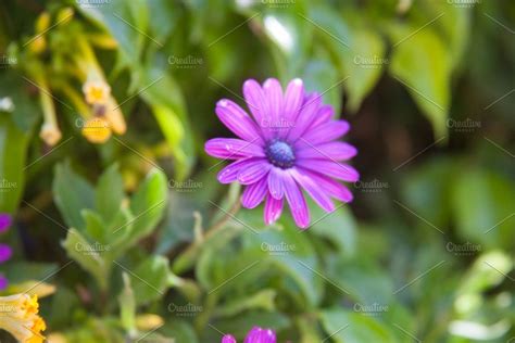 Flower Stock Photo Containing Aroma And Background Flowers Nature