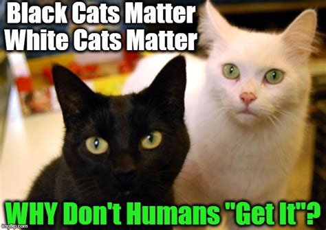 All Cats And Lives Matter Imgflip