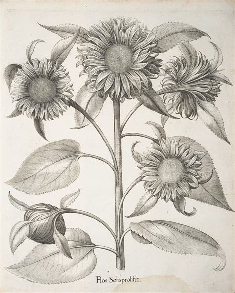 Vintage Sunflower Botanical Print Black And White Vintage Wall Etsy