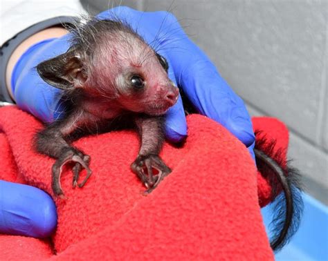 Duke Lemur Center Welcomes Rare Baby Aye Aye Melisandre Known As One