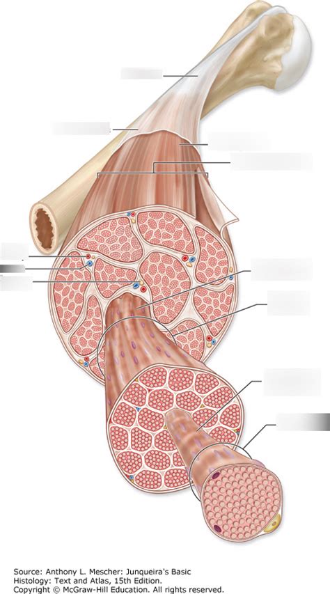 Skeletal Muscle Anatomy Diagram Quizlet