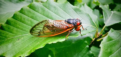 The 17 Year Cicada What You Need To Know Organic Lawns