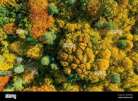 Aerial Top Down View Of Colorful Autumn Forest Stock Photo Alamy