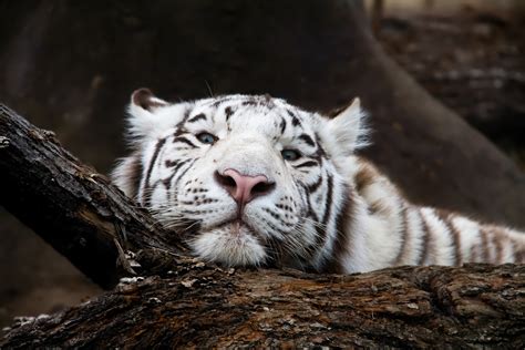 White Tiger Hd Wallpaper Background Image 3300x2200 Id949107