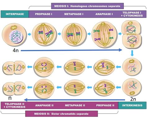 Nnhsbiology Meiosis Simplified