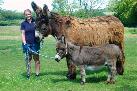 All Donkeys Great And Small Find Their Sanctuary In Devon The Exeter