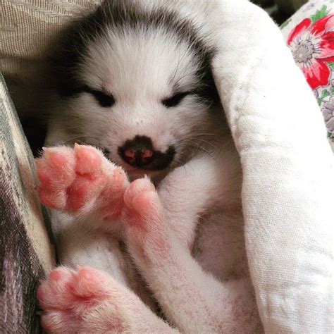 Cozy Baby Marble Fox • Raww Cute Animals Fox Cute Pictures