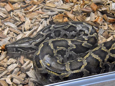 Python Bivittatus Burmese Rock Python In Magical Beasts
