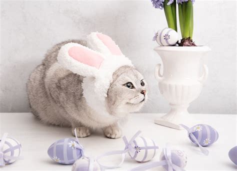 Funny Kitten In A Hat With Easter Bunny Ears Lilac Hyacinths In A Vase