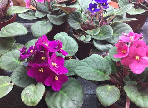 How To Grow African Violets Gardeners Supply