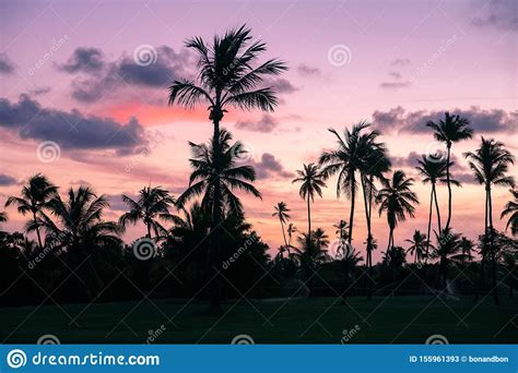 Palm Trees Silhouettes On Tropical Beach During Colorful Sunset Stock